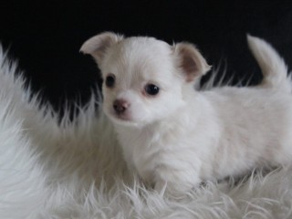 chiot-chihuahua-femelle