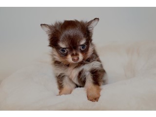 Chihuahua chiot miniature