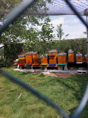 colonies-abeilles-buckfast-10-cadres-hivernees-reine-2023-big-0