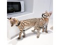 chatons-serval-savannah-et-caracal-small-2