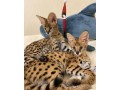 chatons-serval-savannah-et-caracal-small-0