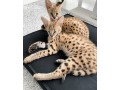 chatons-serval-savannah-et-caracal-small-1