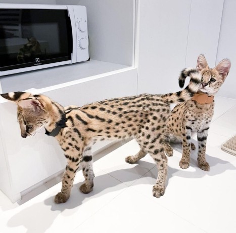 chatons-serval-savannah-et-caracal-big-2