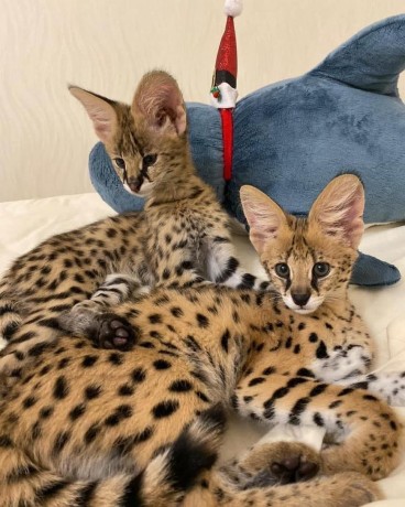 chatons-serval-savannah-et-caracal-big-0