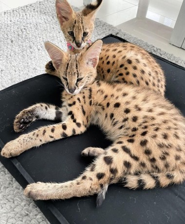 chatons-serval-savannah-et-caracal-big-1
