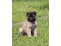 chiot-berger-belge-a-donner-small-0