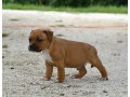chiots-staffordshire-bull-terrier-a-donner-small-0
