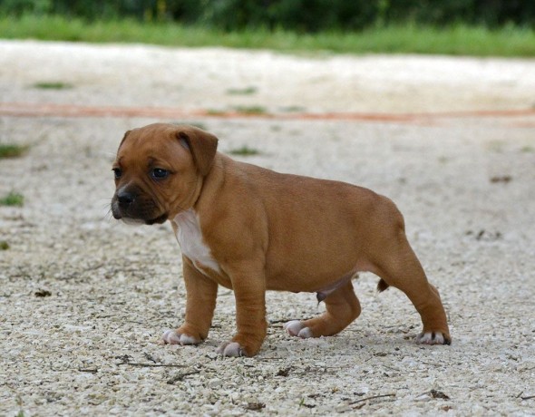 chiots-staffordshire-bull-terrier-a-donner-big-0