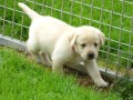 chiots-labradors-a-donner-small-0