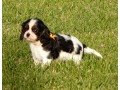 chiots-cavaliers-king-charles-a-donner-small-0