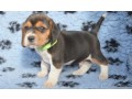 chiot-beagle-a-donner-small-0