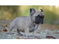 chiot-bouledogue-francais-a-donner-small-0