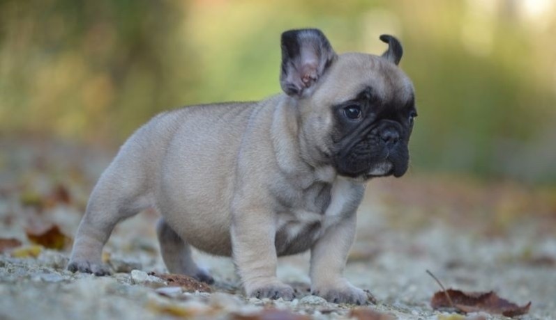 chiot-bouledogue-francais-a-donner-big-0