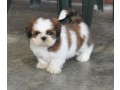 chiot-shih-tzu-a-donner-small-0