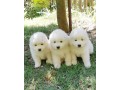 chiots-samoyede-a-donner-small-0