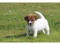 chiot-jack-russell-a-donner-small-0