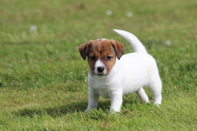 chiot-jack-russell-a-donner-big-0