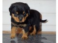 a-donner-chiot-rottweiler-lof-small-0