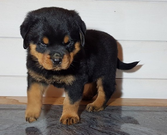 a-donner-chiot-rottweiler-lof-big-0