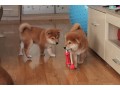 chiot-shiba-inu-a-donner-small-0