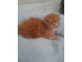 chaton-maine-coon-loof-non-castre-small-0