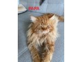 chaton-maine-coon-loof-non-castre-small-2