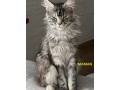 chaton-maine-coon-loof-non-castre-small-1