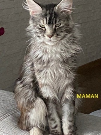 chaton-maine-coon-loof-non-castre-big-1