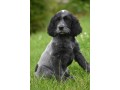 chiots-epagneuls-bleus-de-picardie-disponibles-de-suite-small-2