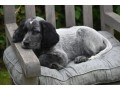 chiots-epagneuls-bleus-de-picardie-disponibles-de-suite-small-0