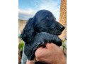 chiots-epagneuls-bleus-de-picardie-disponibles-de-suite-small-4