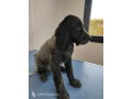 chiots-epagneuls-bleus-de-picardie-disponibles-de-suite-small-3