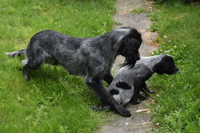 chiots-epagneuls-bleus-de-picardie-disponibles-de-suite-big-1