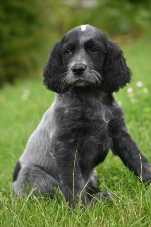 chiots-epagneuls-bleus-de-picardie-disponibles-de-suite-big-2