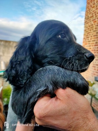 chiots-epagneuls-bleus-de-picardie-disponibles-de-suite-big-4