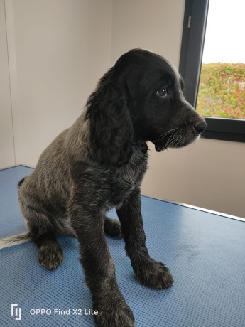 chiots-epagneuls-bleus-de-picardie-disponibles-de-suite-big-3