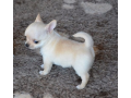 adorable-chiot-chihuahua-a-donne-small-0