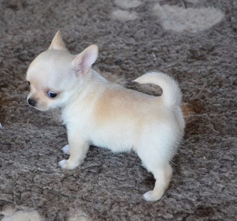 adorable-chiot-chihuahua-a-donne-big-0