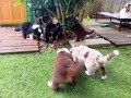 magnifiques-chiots-berger-australien-disponible-small-4