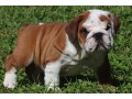 chiots-bouledogue-anglais-disponibles-small-0