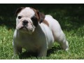 chiots-bouledogue-anglais-disponibles-small-1