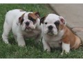 chiots-bouledogue-anglais-disponibles-small-4