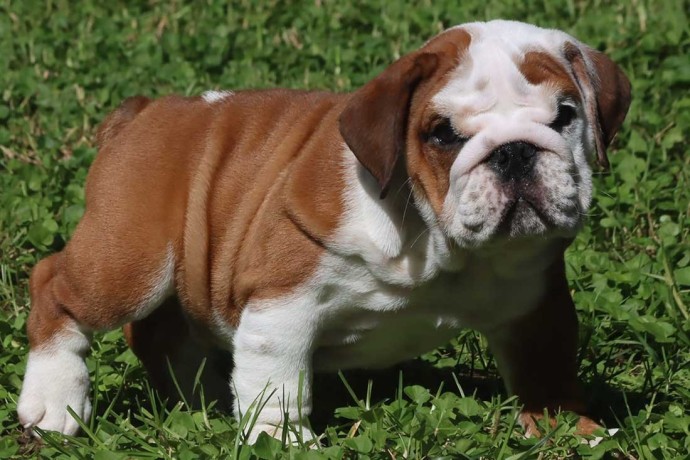 chiots-bouledogue-anglais-disponibles-big-0