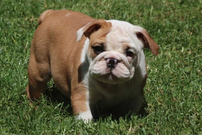 chiots-bouledogue-anglais-disponibles-big-3