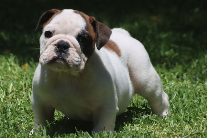 chiots-bouledogue-anglais-disponibles-big-1