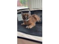 chatons-savannah-et-caracal-tous-des-priorite-small-2