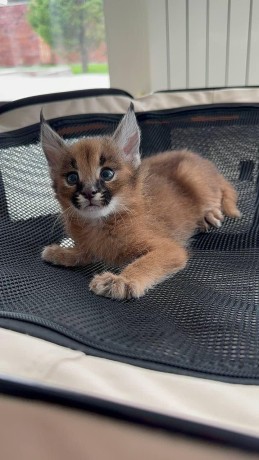 chatons-savannah-et-caracal-tous-des-priorite-big-2