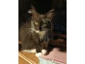 maine-coon-small-2