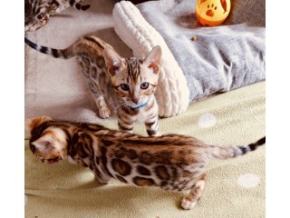 Bengal TOP Pedigree prix supérieurs