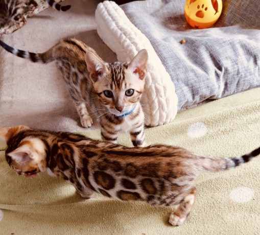 bengal-top-pedigree-prix-superieurs-big-0